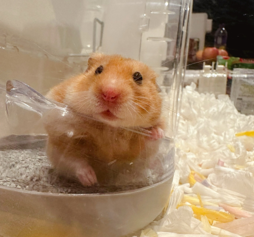 品味天然美味：仓鼠零食的选择与享受