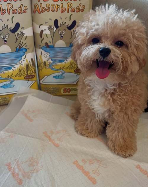 DuDuBulb ProDry Gravitational Hole Super Absorbent Urine Pad for Dogs