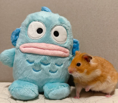 探索仓鼠的世界